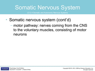 Copyright ©2015, 2012, 2008 by Pearson Education, Inc.
All rights reserved.
Psychology, Fourth Edition
Saundra K. Ciccarelli • J. Noland White
Somatic Nervous System
• Somatic nervous system (cont’d)
– motor pathway: nerves coming from the CNS
to the voluntary muscles, consisting of motor
neurons
LO 2.4 Somatic and Autonomic Nervous Systems
 