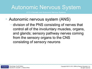 Copyright ©2015, 2012, 2008 by Pearson Education, Inc.
All rights reserved.
Psychology, Fourth Edition
Saundra K. Ciccarelli • J. Noland White
Autonomic Nervous System
• Autonomic nervous system (ANS)
– division of the PNS consisting of nerves that
control all of the involuntary muscles, organs,
and glands; sensory pathway nerves coming
from the sensory organs to the CNS
consisting of sensory neurons
LO 2.4 Somatic and Autonomic Nervous Systems
 