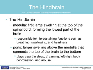 Copyright ©2015, 2012, 2008 by Pearson Education, Inc.
All rights reserved.
Psychology, Fourth Edition
Saundra K. Ciccarelli • J. Noland White
The Hindbrain
• The Hindbrain
– medulla: first large swelling at the top of the
spinal cord, forming the lowest part of the
brain
 responsible for life-sustaining functions such as
breathing, swallowing, and heart rate
– pons: larger swelling above the medulla that
connects the top of the brain to the bottom
 plays a part in sleep, dreaming, left–right body
coordination, and arousal
LO 2.7 Structures and Functions of the Bottom Part of Brain
 