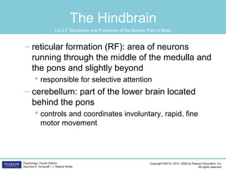 Copyright ©2015, 2012, 2008 by Pearson Education, Inc.
All rights reserved.
Psychology, Fourth Edition
Saundra K. Ciccarelli • J. Noland White
The Hindbrain
– reticular formation (RF): area of neurons
running through the middle of the medulla and
the pons and slightly beyond
 responsible for selective attention
– cerebellum: part of the lower brain located
behind the pons
 controls and coordinates involuntary, rapid, fine
motor movement
LO 2.7 Structures and Functions of the Bottom Part of Brain
 