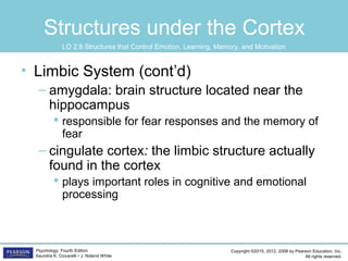 Copyright ©2015, 2012, 2008 by Pearson Education, Inc.
All rights reserved.
Psychology, Fourth Edition
Saundra K. Ciccarelli • J. Noland White
Structures under the Cortex
• Limbic System (cont’d)
– amygdala: brain structure located near the
hippocampus
 responsible for fear responses and the memory of
fear
– cingulate cortex: the limbic structure actually
found in the cortex
 plays important roles in cognitive and emotional
processing
LO 2.8 Structures that Control Emotion, Learning, Memory, and Motivation
 