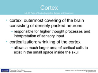 Copyright ©2015, 2012, 2008 by Pearson Education, Inc.
All rights reserved.
Psychology, Fourth Edition
Saundra K. Ciccarelli • J. Noland White
Cortex
• cortex: outermost covering of the brain
consisting of densely packed neurons
– responsible for higher thought processes and
interpretation of sensory input
• corticalization: wrinkling of the cortex
– allows a much larger area of cortical cells to
exist in the small space inside the skull
LO 2.9 Parts of Cortex Controlling Senses and Movement
 