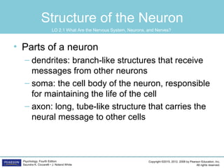 Copyright ©2015, 2012, 2008 by Pearson Education, Inc.
All rights reserved.
Psychology, Fourth Edition
Saundra K. Ciccarelli • J. Noland White
Structure of the Neuron
• Parts of a neuron
– dendrites: branch-like structures that receive
messages from other neurons
– soma: the cell body of the neuron, responsible
for maintaining the life of the cell
– axon: long, tube-like structure that carries the
neural message to other cells
LO 2.1 What Are the Nervous System, Neurons, and Nerves?
 