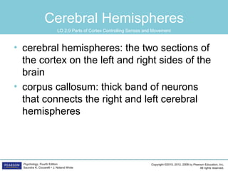 Copyright ©2015, 2012, 2008 by Pearson Education, Inc.
All rights reserved.
Psychology, Fourth Edition
Saundra K. Ciccarelli • J. Noland White
Cerebral Hemispheres
• cerebral hemispheres: the two sections of
the cortex on the left and right sides of the
brain
• corpus callosum: thick band of neurons
that connects the right and left cerebral
hemispheres
LO 2.9 Parts of Cortex Controlling Senses and Movement
 