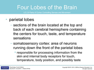 Copyright ©2015, 2012, 2008 by Pearson Education, Inc.
All rights reserved.
Psychology, Fourth Edition
Saundra K. Ciccarelli • J. Noland White
Four Lobes of the Brain
• parietal lobes
– sections of the brain located at the top and
back of each cerebral hemisphere containing
the centers for touch, taste, and temperature
sensations
– somatosensory cortex: area of neurons
running down the front of the parietal lobes
 responsible for processing information from the
skin and internal body receptors for touch,
temperature, body position, and possibly taste
LO 2.9 Parts of Cortex Controlling Senses and Movement
 