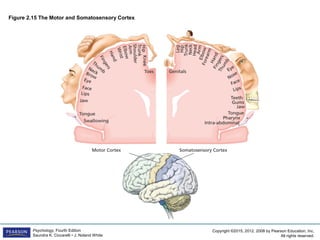 Copyright ©2015, 2012, 2008 by Pearson Education, Inc.
All rights reserved.
Psychology, Fourth Edition
Saundra K. Ciccarelli • J. Noland White
Figure 2.15 The Motor and Somatosensory Cortex
 