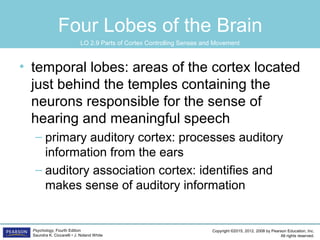 Copyright ©2015, 2012, 2008 by Pearson Education, Inc.
All rights reserved.
Psychology, Fourth Edition
Saundra K. Ciccarelli • J. Noland White
Four Lobes of the Brain
• temporal lobes: areas of the cortex located
just behind the temples containing the
neurons responsible for the sense of
hearing and meaningful speech
– primary auditory cortex: processes auditory
information from the ears
– auditory association cortex: identifies and
makes sense of auditory information
LO 2.9 Parts of Cortex Controlling Senses and Movement
 