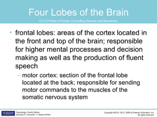 Copyright ©2015, 2012, 2008 by Pearson Education, Inc.
All rights reserved.
Psychology, Fourth Edition
Saundra K. Ciccarelli • J. Noland White
Four Lobes of the Brain
• frontal lobes: areas of the cortex located in
the front and top of the brain; responsible
for higher mental processes and decision
making as well as the production of fluent
speech
– motor cortex: section of the frontal lobe
located at the back; responsible for sending
motor commands to the muscles of the
somatic nervous system
LO 2.9 Parts of Cortex Controlling Senses and Movement
 