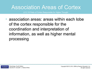 Copyright ©2015, 2012, 2008 by Pearson Education, Inc.
All rights reserved.
Psychology, Fourth Edition
Saundra K. Ciccarelli • J. Noland White
Association Areas of Cortex
• association areas: areas within each lobe
of the cortex responsible for the
coordination and interpretation of
information, as well as higher mental
processing
LO 2.10 Parts of Cortex Responsible for Higher Thought
 