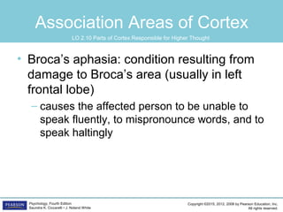 Copyright ©2015, 2012, 2008 by Pearson Education, Inc.
All rights reserved.
Psychology, Fourth Edition
Saundra K. Ciccarelli • J. Noland White
Association Areas of Cortex
• Broca’s aphasia: condition resulting from
damage to Broca’s area (usually in left
frontal lobe)
– causes the affected person to be unable to
speak fluently, to mispronounce words, and to
speak haltingly
LO 2.10 Parts of Cortex Responsible for Higher Thought
 