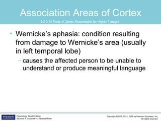 Copyright ©2015, 2012, 2008 by Pearson Education, Inc.
All rights reserved.
Psychology, Fourth Edition
Saundra K. Ciccarelli • J. Noland White
Association Areas of Cortex
• Wernicke’s aphasia: condition resulting
from damage to Wernicke’s area (usually
in left temporal lobe)
– causes the affected person to be unable to
understand or produce meaningful language
LO 2.10 Parts of Cortex Responsible for Higher Thought
 