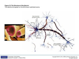 Copyright ©2015, 2012, 2008 by Pearson Education, Inc.
All rights reserved.
Psychology, Fourth Edition
Saundra K. Ciccarelli • J. Noland White
Figure 2.2 The Structure of the Neuron
The electronmicrograph on the left shows myelinated axons.
 