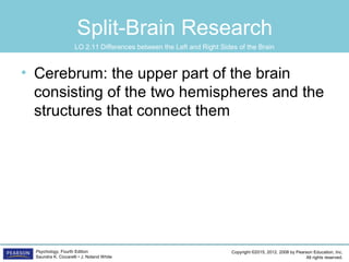 Copyright ©2015, 2012, 2008 by Pearson Education, Inc.
All rights reserved.
Psychology, Fourth Edition
Saundra K. Ciccarelli • J. Noland White
Split-Brain Research
• Cerebrum: the upper part of the brain
consisting of the two hemispheres and the
structures that connect them
LO 2.11 Differences between the Left and Right Sides of the Brain
 