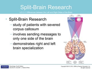 Copyright ©2015, 2012, 2008 by Pearson Education, Inc.
All rights reserved.
Psychology, Fourth Edition
Saundra K. Ciccarelli • J. Noland White
Split-Brain Research
• Split-Brain Research
– study of patients with severed
corpus callosum
– involves sending messages to
only one side of the brain
– demonstrates right and left
brain specialization
LO 2.11 Differences between the Left and Right Sides of the Brain
 