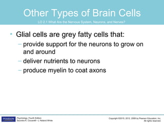 Copyright ©2015, 2012, 2008 by Pearson Education, Inc.
All rights reserved.
Psychology, Fourth Edition
Saundra K. Ciccarelli • J. Noland White
Other Types of Brain Cells
• Glial cells are grey fatty cells that:
– provide support for the neurons to grow on
and around
– deliver nutrients to neurons
– produce myelin to coat axons
LO 2.1 What Are the Nervous System, Neurons, and Nerves?
 
