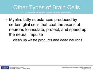 Copyright ©2015, 2012, 2008 by Pearson Education, Inc.
All rights reserved.
Psychology, Fourth Edition
Saundra K. Ciccarelli • J. Noland White
Other Types of Brain Cells
• Myelin: fatty substances produced by
certain glial cells that coat the axons of
neurons to insulate, protect, and speed up
the neural impulse
– clean up waste products and dead neurons
LO 2.1 What Are the Nervous System, Neurons, and Nerves?
 