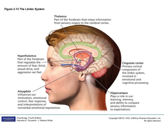 Structures of the limbic system