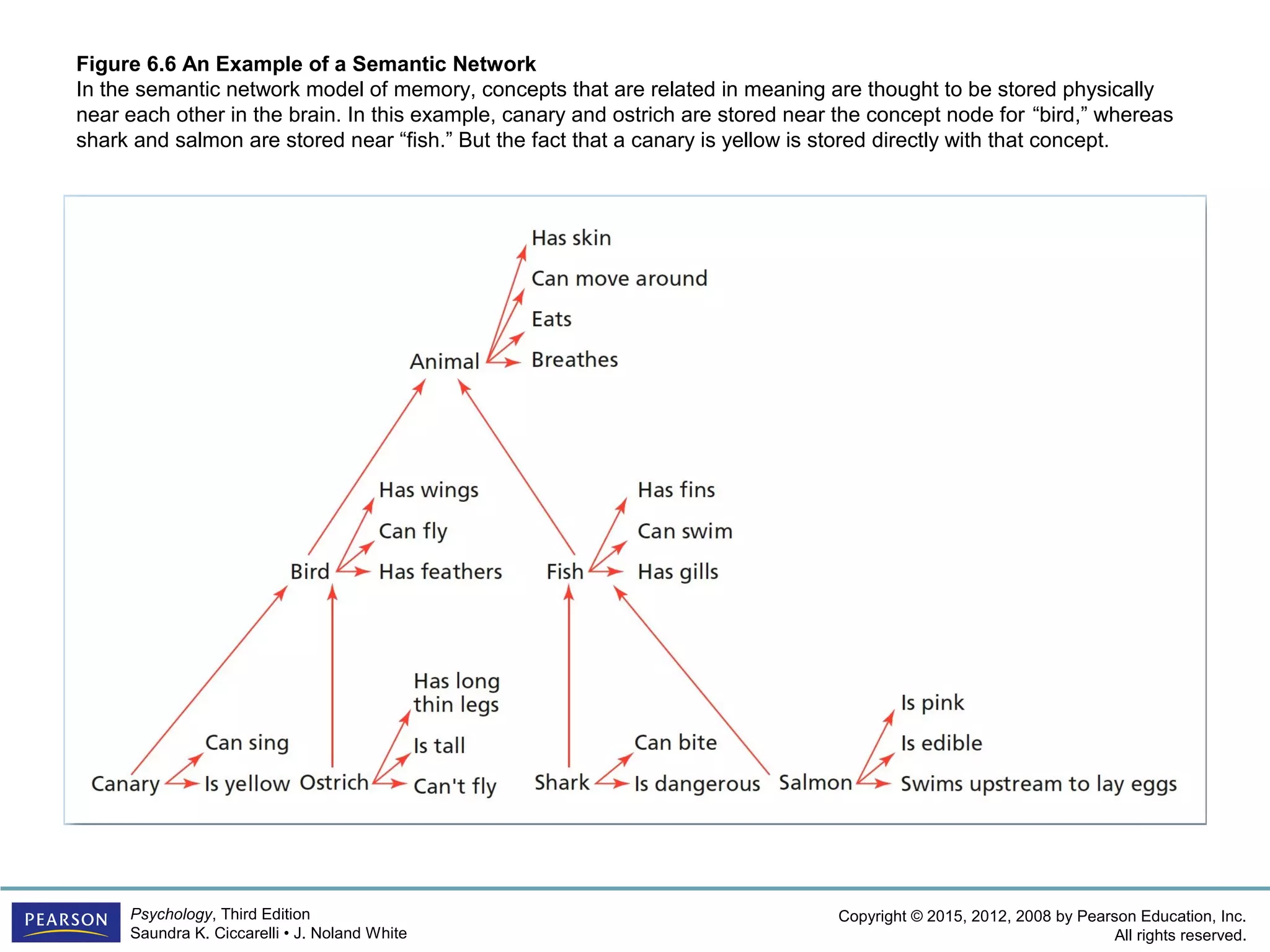 Copyright © 2015, 2012, 2008 by Pearson Education, Inc.
All rights reserved.
Psychology, Third Edition
Saundra K. Ciccarelli • J. Noland White
Figure 6.6 An Example of a Semantic Network
In the semantic network model of memory, concepts that are related in meaning are thought to be stored physically
near each other in the brain. In this example, canary and ostrich are stored near the concept node for “bird,” whereas
shark and salmon are stored near “fish.” But the fact that a canary is yellow is stored directly with that concept.
 