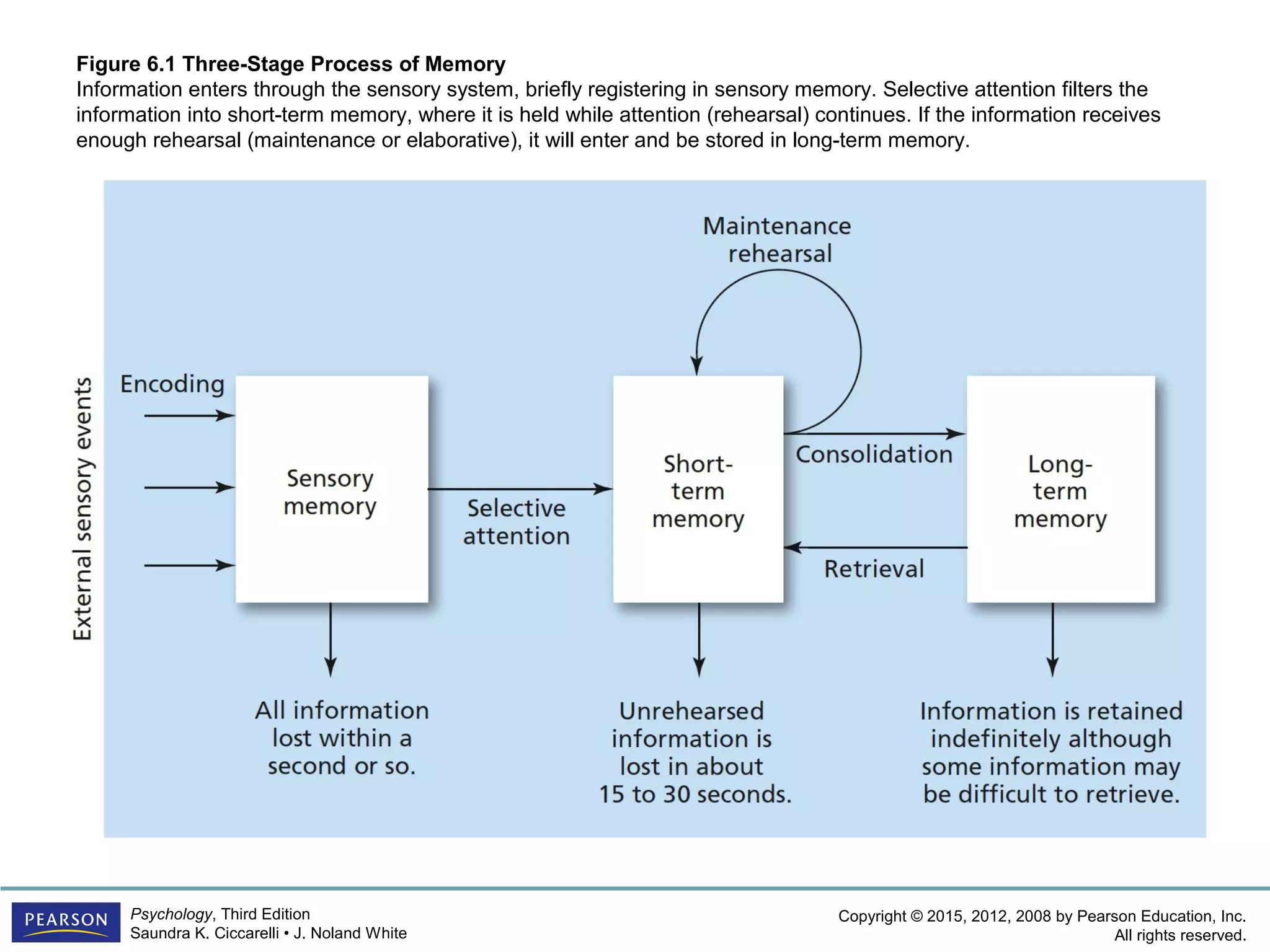 Copyright © 2015, 2012, 2008 by Pearson Education, Inc.
All rights reserved.
Psychology, Third Edition
Saundra K. Ciccarelli • J. Noland White
Figure 6.1 Three-Stage Process of Memory
Information enters through the sensory system, briefly registering in sensory memory. Selective attention filters the
information into short-term memory, where it is held while attention (rehearsal) continues. If the information receives
enough rehearsal (maintenance or elaborative), it will enter and be stored in long-term memory.
 