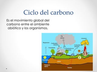 Ciclo del carbono
Es el movimiento global del
carbono entre el ambiente
abiótico y los organismos.
 