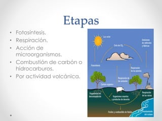 Etapas
• Fotosíntesis.
• Respiración.
• Acción de
microorganismos.
• Combustión de carbón o
hidrocarburos.
• Por actividad volcánica.
 