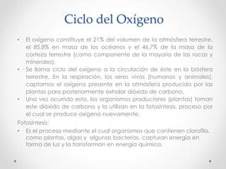 Ciclo del Oxígeno
• El oxígeno constituye el 21% del volumen de la atmósfera terrestre,
el 85.8% en masa de los océanos y el 46,7% de la masa de la
corteza terrestre (como componente de la mayoría de las rocas y
minerales).
• Se llama ciclo del oxígeno a la circulación de éste en la biósfera
terrestre. En la respiración, los seres vivos (humanos y animales),
captamos el oxígeno presente en la atmósfera producido por las
plantas para posteriormente exhalar dióxido de carbono.
• Una vez ocurrido esto, los organismos productores (plantas) toman
este dióxido de carbono y lo utilizan en la fotosíntesis, proceso por
el cual se produce oxígeno nuevamente.
Fotosíntesis:
• Es el proceso mediante el cual organismos que contienen clorofila,
como plantas, algas y algunas bacterias, capturan energía en
forma de luz y la transforman en energía química.
 