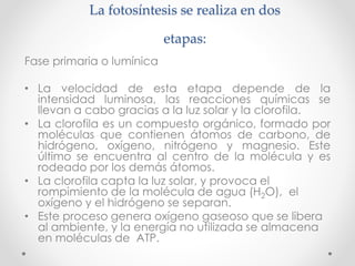 La fotosíntesis se realiza en dos
etapas:
Fase primaria o lumínica
• La velocidad de esta etapa depende de la
intensidad luminosa, las reacciones químicas se
llevan a cabo gracias a la luz solar y la clorofila.
• La clorofila es un compuesto orgánico, formado por
moléculas que contienen átomos de carbono, de
hidrógeno, oxígeno, nitrógeno y magnesio. Este
último se encuentra al centro de la molécula y es
rodeado por los demás átomos.
• La clorofila capta la luz solar, y provoca el
rompimiento de la molécula de agua (H2O), el
oxígeno y el hidrógeno se separan.
• Este proceso genera oxígeno gaseoso que se libera
al ambiente, y la energía no utilizada se almacena
en moléculas de ATP.
 