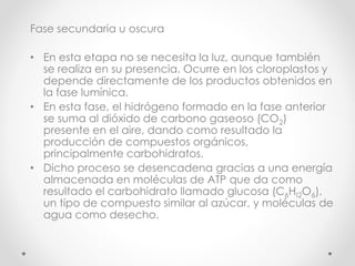 Fase secundaria u oscura
• En esta etapa no se necesita la luz, aunque también
se realiza en su presencia. Ocurre en los cloroplastos y
depende directamente de los productos obtenidos en
la fase lumínica.
• En esta fase, el hidrógeno formado en la fase anterior
se suma al dióxido de carbono gaseoso (CO2)
presente en el aire, dando como resultado la
producción de compuestos orgánicos,
principalmente carbohidratos.
• Dicho proceso se desencadena gracias a una energía
almacenada en moléculas de ATP que da como
resultado el carbohidrato llamado glucosa (C6HI2O6),
un tipo de compuesto similar al azúcar, y moléculas de
agua como desecho.
 
