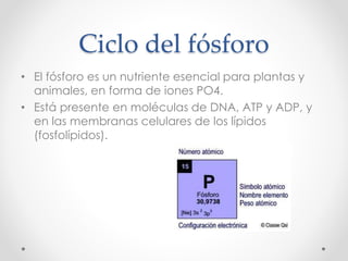 Ciclo del fósforo
• El fósforo es un nutriente esencial para plantas y
animales, en forma de iones PO4.
• Está presente en moléculas de DNA, ATP y ADP, y
en las membranas celulares de los lípidos
(fosfolípidos).
 