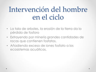 Intervención del hombre
en el ciclo
• La tala de arboles, la erosión de la tierra da la
pérdida de fosforo
• Extrayendo por minería grandes cantidades de
rocas que contienen fosfatos.
• Añadiendo exceso de iones fosfato a los
ecosistemas acuáticos.
 
