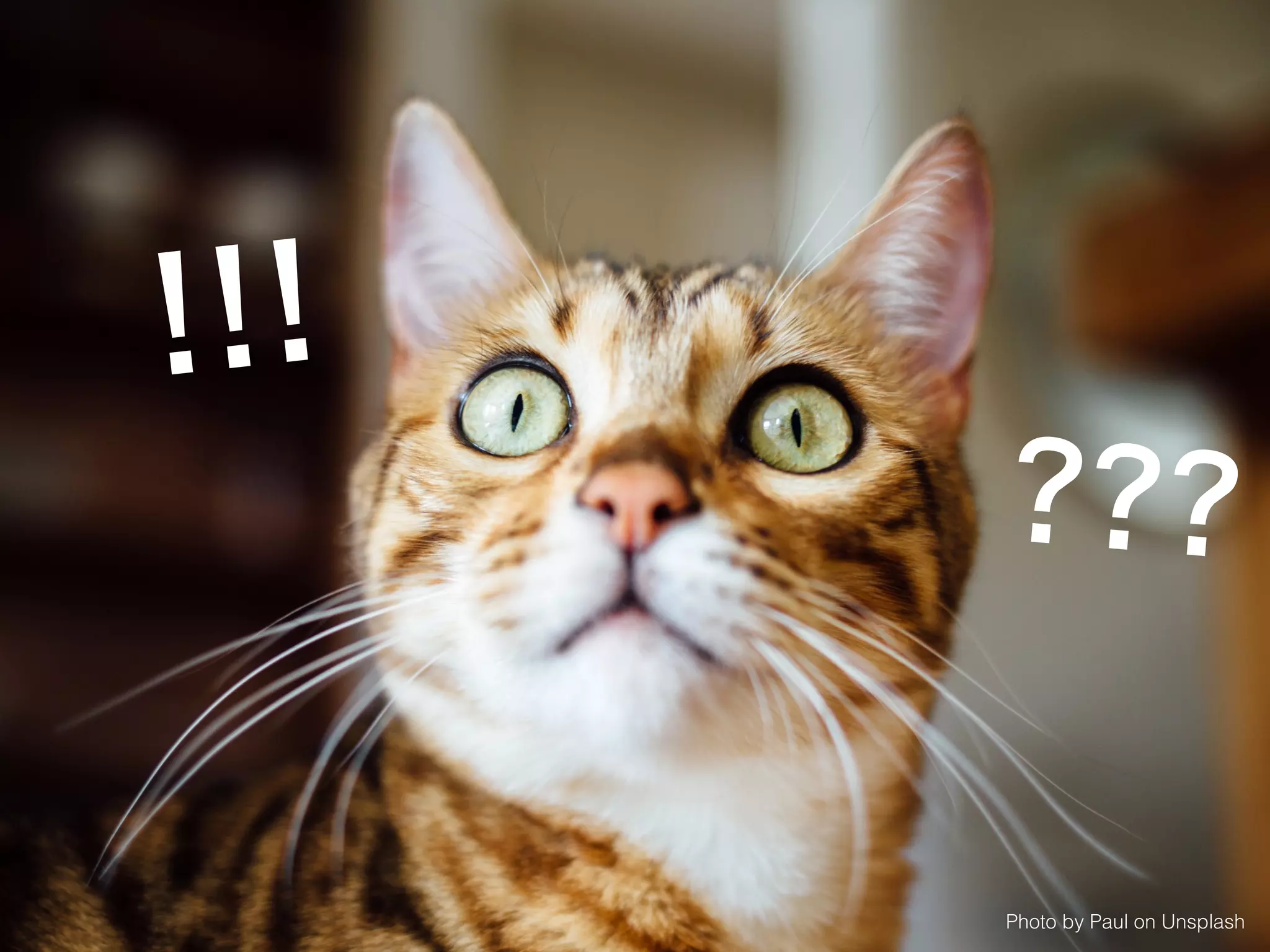 Photo by Paul on Unsplash
!!!
???
 