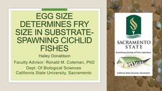 EGG SIZE
DETERMINES FRY
SIZE IN SUBSTRATE-
SPAWNING CICHLID
FISHES
Faculty Advisor: Ronald M. Coleman, PhD
Dept. Of Biological Sciences
California State University, Sacramento
Hailey Donaldson
 