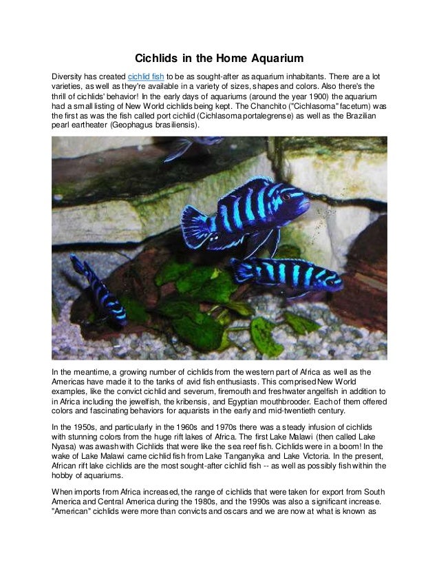 Cichlids in the Home Aquarium
Diversity has created cichlid fish to be as sought-after as aquarium inhabitants. There are a lot
varieties, as well as they're available in a variety of sizes, shapes and colors. Also there's the
thrill of cichlids' behavior! In the early days of aquariums (around the year 1900) the aquarium
had a small listing of New World cichlids being kept. The Chanchito ("Cichlasoma" facetum) was
the first as was the fish called port cichlid (Cichlasoma portalegrense) as well as the Brazilian
pearl eartheater (Geophagus brasiliensis).
In the meantime, a growing number of cichlids from the western part of Africa as well as the
Americas have made it to the tanks of avid fish enthusiasts. This comprised New World
examples, like the convict cichlid and severum, firemouth and freshwater angelfish in addition to
in Africa including the jewelfish, the kribensis, and Egyptian mouthbrooder. Each of them offered
colors and fascinating behaviors for aquarists in the early and mid-twentieth century.
In the 1950s, and particularly in the 1960s and 1970s there was a steady infusion of cichlids
with stunning colors from the huge rift lakes of Africa. The first Lake Malawi (then called Lake
Nyasa) was awash with Cichlids that were like the sea reef fish. Cichlids were in a boom! In the
wake of Lake Malawi came cichlid fish from Lake Tanganyika and Lake Victoria. In the present,
African rift lake cichlids are the most sought-after cichlid fish -- as well as possibly fish within the
hobby of aquariums.
When imports from Africa increased, the range of cichlids that were taken for export from South
America and Central America during the 1980s, and the 1990s was also a significant increase.
"American" cichlids were more than convicts and oscars and we are now at what is known as
 