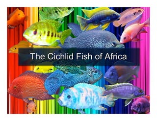 The Cichlid Fish of Africa 
 