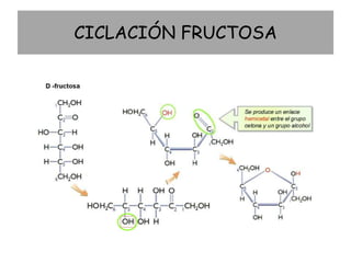 Ciclaci n De Monosac ridos Y Enlace Glicos dico 2 PPSX ciclaci-n-de-monosac-ridos-y-enlace-glicos-dico-2-ppsx