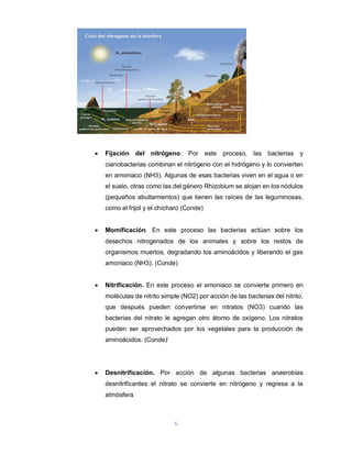 6
 Fijación del nitrógeno. Por este proceso, las bacterias y
cianobacterias combinan el nitrógeno con el hidrógeno y lo convierten
en amoniaco (NH3). Algunas de esas bacterias viven en el agua o en
el suelo, otras como las del género Rhizobium se alojan en los nódulos
(pequeños abultamientos) que tienen las raíces de las leguminosas,
como el frijol y el chícharo (Conde)
 Momificación. En este proceso las bacterias actúan sobre los
desechos nitrogenados de los animales y sobre los restos de
organismos muertos, degradando los aminoácidos y liberando el gas
amoniaco (NH3). (Conde)
 Nitrificación. En este proceso el amoniaco se convierte primero en
moléculas de nitrito simple (NO2) por acción de las bacterias del nitrito,
que después pueden convertirse en nitratos (NO3) cuando las
bacterias del nitrato le agregan otro átomo de oxígeno. Los nitratos
pueden ser aprovechados por los vegetales para la producción de
aminoácidos. (Conde)i
 Desnitrificación. Por acción de algunas bacterias anaerobias
desnitrificantes el nitrato se convierte en nitrógeno y regresa a la
atmósfera
 