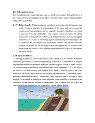 7
2.2. Ciclos sedimentarios
Son llamados también ciclos imperfectos, ya que con la incorporación de sus elementos a
las rocas sedimentarias retarda su circula ción en la biosfera. Entre estos ciclos se analizan
el del azufre y del fósforo
2.1.1. Ciclo del azufre:El azufre del suelo procede de la desintegración de las rocas que
forman el material parental y de la degradación de la materia orgánica por acción de
microorganismos desintegradores. Los vegetales absorben a través de sus raíces
el azufre en forma de sulfato (SO4) y lo emplean para la producción de ciertos
aminoácidos (cistina, cisteína, metionina). Cuando el animal se alimenta del vegetal
incorpora a sus células ese elemento que participa en la composición de algunas de
sus proteínas. En los desechos que los animales excretan o en plantas y animales
muertos por acción de los microorganismos desintegradores, se restituye este
material al suelo cuando se trata de organismos terrestres o al agua en caso de ser
del medio acuático
2.2.1. Ciclo del fósforo:
El fósforo participa en la composición del adn, el arn y el atp. Las dos primeras moléculas
almacenan y transmiten la información genética y la tercera es la portadora de la energía
empleada en el metabolismo celular. El fósforo también integra la estructura de los huesos;
de allí la importancia del ciclo de este elemento para todas las células. El ciclo del fósforo
se inicia con el fosfato disuelto, que procede de su depósito principal que son las rocas
fosfatadas, de los depósitos de guano (excremento de aves marinas) y de huesos fósiles.
El fosfato disuelto es absorbido por las plantas a través de sus raíces e incorporado al tejido
vegetal. Los animales, al alimentarse de los vegetales, obtienen el fósforo. A través de las
sustancias que excretan los animales o por degradación de la materia orgánica muerta, se
devuelve el fosfato a la litosfera (del griego lithos, piedra; spharia, esfera
 