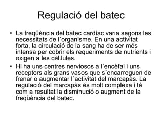 Regulació del batec La freqüència del batec cardíac varia segons les necessitats de l´organisme. En una activitat forta, la circulació de la sang ha de ser més intensa per cobrir els requeriments de nutrients i oxigen a les cèl.lules. Hi ha uns centres nerviosos a l´encèfal i uns receptors als grans vasos que s´encarreguen de frenar o augmentar l´activitat del marcapàs. La regulació del marcapàs és molt complexa i té com a resultat la disminució o augment de la freqüència del batec. 