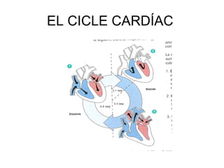 EL CICLE CARDÍAC  