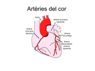 Artèries del cor  