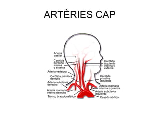 ARTÈRIES CAP 
