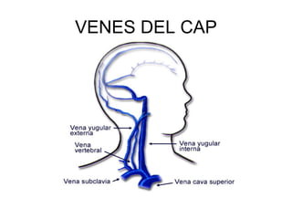 VENES DEL CAP 
