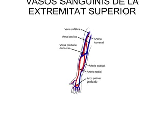 VASOS SANGUÍNIS DE LA EXTREMITAT SUPERIOR 