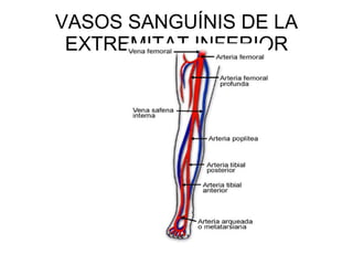 VASOS SANGUÍNIS DE LA EXTREMITAT INFERIOR 