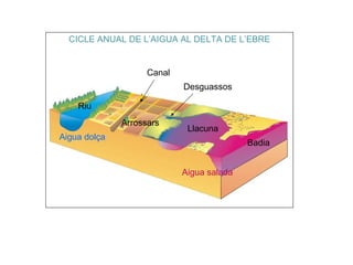   Riu Llacuna Arrossars Badia Canal Desguassos Aigua dolça Aigua salada CICLE ANUAL DE L’AIGUA AL DELTA DE L’EBRE 