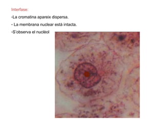 Interfase:
-La cromatina apareix dispersa.
- La membrana nuclear està intacta.
-S’observa el nuclèol
 