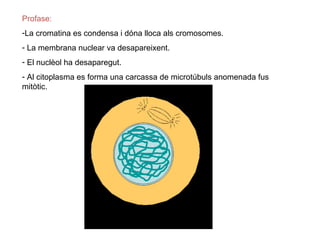 Profase:
-La cromatina es condensa i dóna lloca als cromosomes.
- La membrana nuclear va desapareixent.
- El nuclèol ha desaparegut.
- Al citoplasma es forma una carcassa de microtúbuls anomenada fus
mitòtic.
 