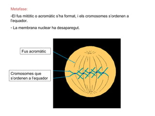 Metafase:
-El fus mitòtic o acromàtic s’ha format, i els cromosomes s’ordenen a
l’equador.
- La membrana nuclear ha desaparegut.




      Fus acromàtic




Cromosomes que
s’ordenen a l’equador
 
