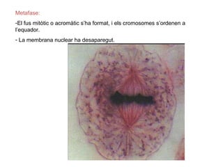 Metafase:
-El fus mitòtic o acromàtic s’ha format, i els cromosomes s’ordenen a
l’equador.
- La membrana nuclear ha desaparegut.
 