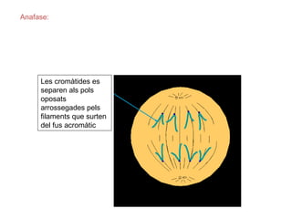 Anafase:




     Les cromàtides es
     separen als pols
     oposats
     arrossegades pels
     filaments que surten
     del fus acromàtic
 